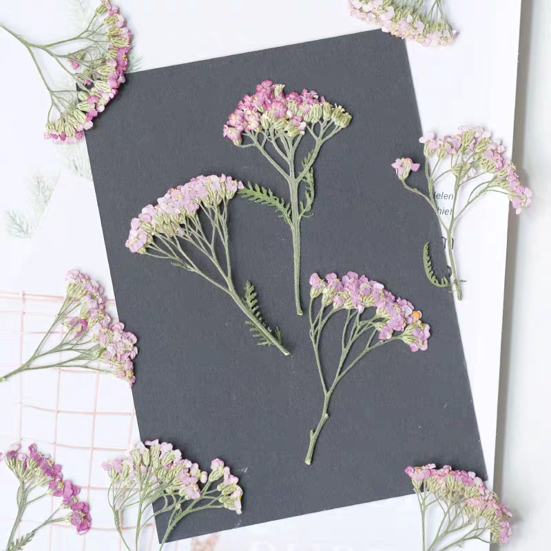 60pcs Pressed Dried Yarrow Ach - Resin Art Phone Case recension och pris