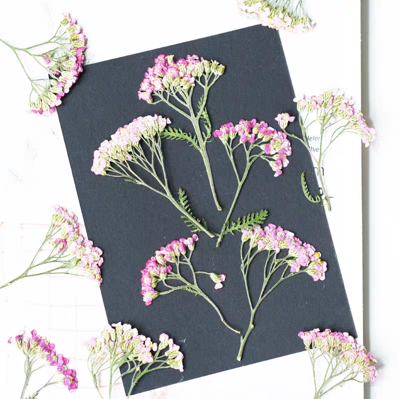 60pcs Pressed Dried Yarrow Ach - Resin Art Phone Case recension och pris